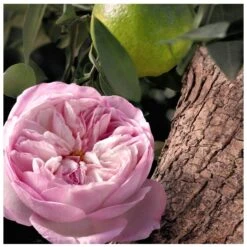 Chloé Signature Rose Naturelle Intense EDP 50 Ml -Clarins Butik chloe signature rose naturelle intense edp 50 ml 1665041546