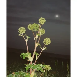 L:A Bruket 286 Hand & Body Wash 240 Ml - Angelica -Clarins Butik la bruket 286 hand body wash 240 ml angelica 1679314627