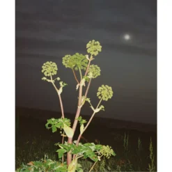 L:A Bruket 287 Body Lotion 240 Ml - Angelica -Clarins Butik la bruket 287 body lotion 240 ml angelica 1679313073