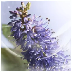 Lancome Lancôme La Vie Est Belle Iris Absolu EDP 30 Ml -Clarins Butik lancome la vie est belle iris absolu edp 30 ml 1677581372