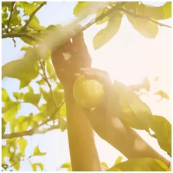 Maison Margiela Replica Under The Lemon Tree EDT 100 Ml -Clarins Butik maison margiela replica under the lemon tree edt 100 ml 1672743495