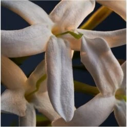 Paco Rabanne Lady Million Sensual Body Lotion 200 Ml 11 Paco Rabanne Lady Million Sensual Body Lotion 200 Ml -Clarins Butik paco rabanne lady million sensual body lotion 200 ml 1645087325