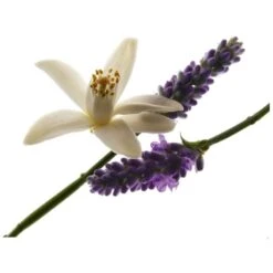 Yves Saint Laurent YSL Libre For Her EDP 50 Ml -Clarins Butik ysl libre for her edp 50 ml 1581340094